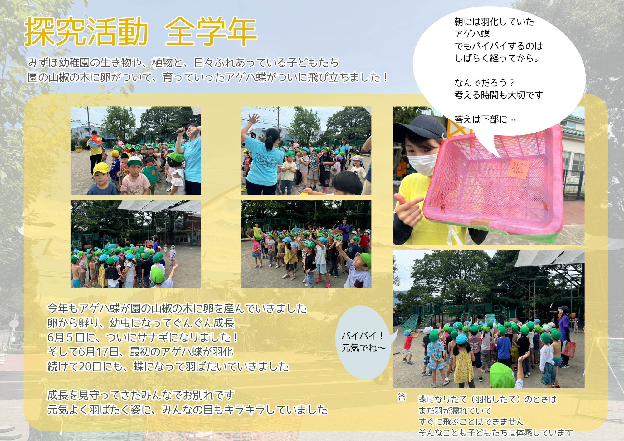 探究活動　全学年 〜アゲハ蝶〜